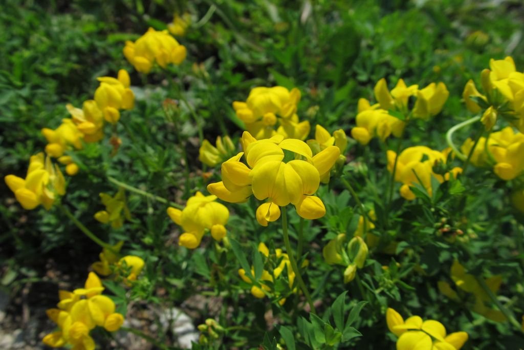 Loto (Lotus corniculatus)
