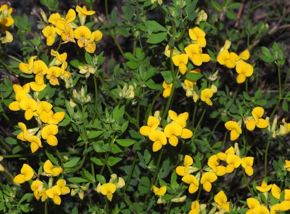 Onde plantar Loto (Lotus corniculatus)_2