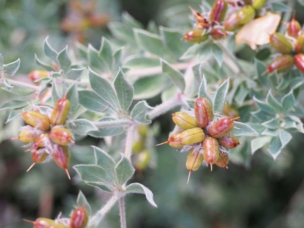 Lotus hirsutus (Lotus hirsutus)