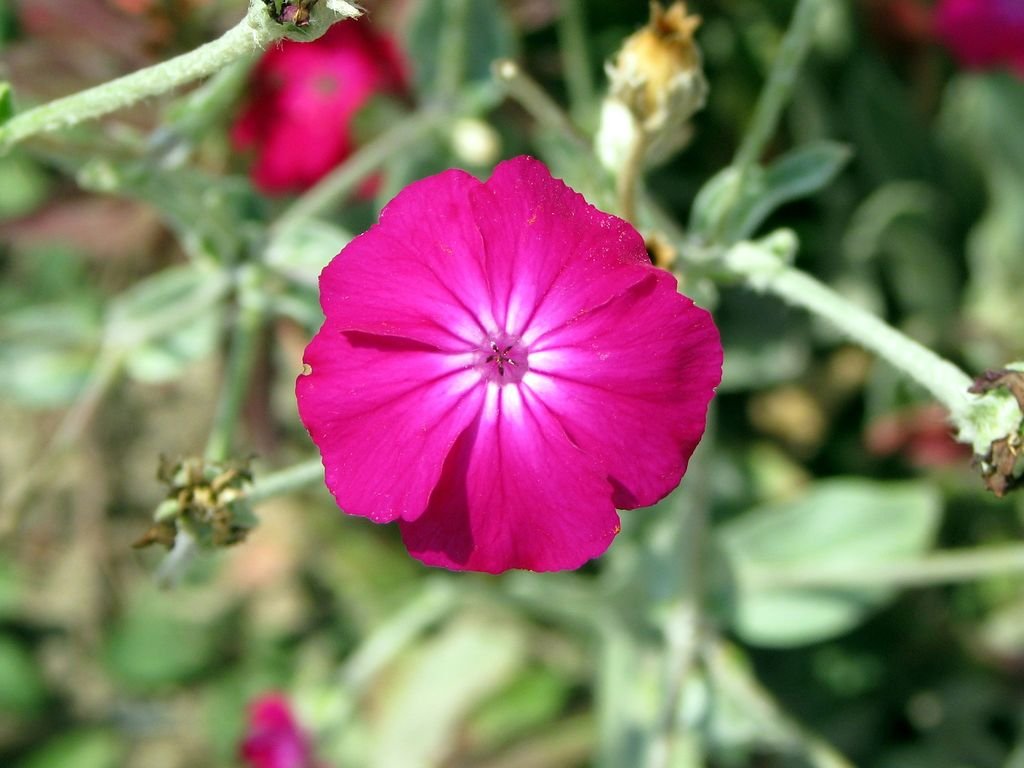Lychnis coronaria (Lychnis coronaria)