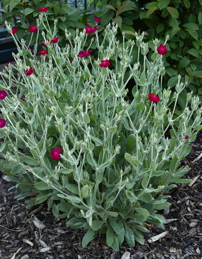 Como plantar Lychnis coronaria (Lychnis coronaria)_1