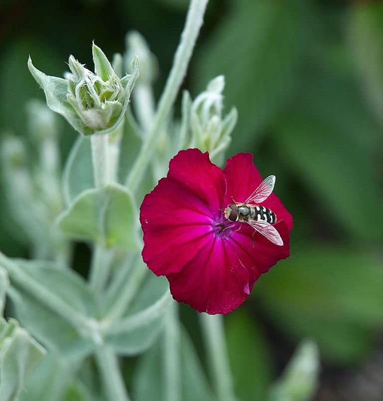 Onde plantar Lychnis coronaria (Lychnis coronaria)_2