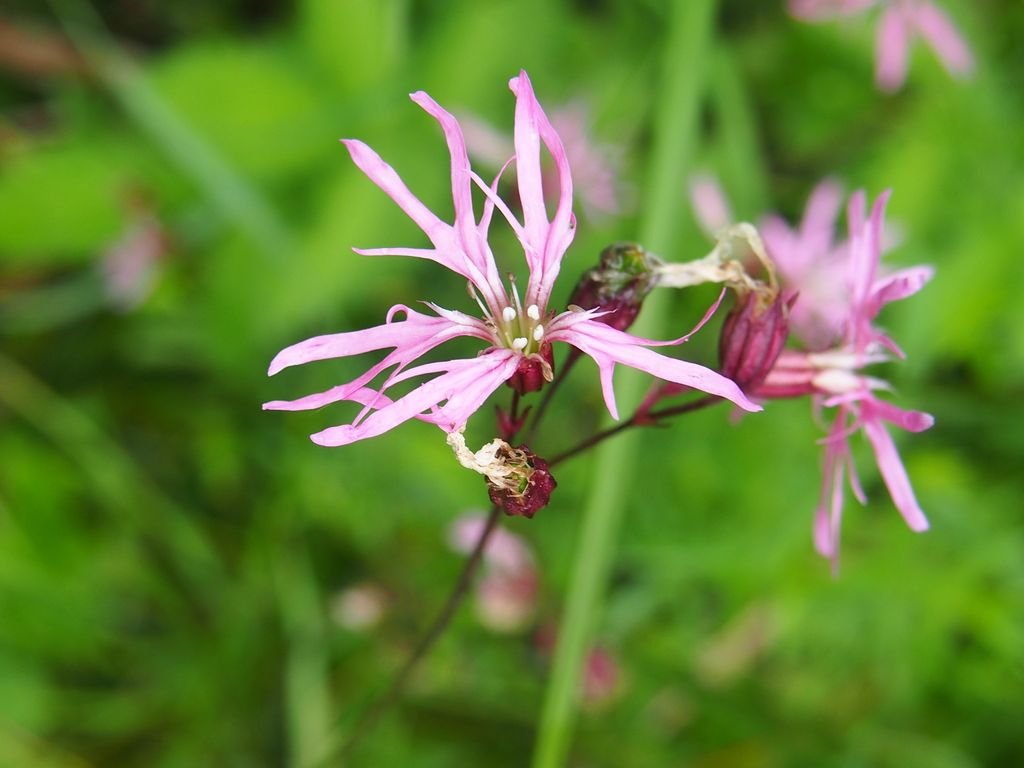 Lychnis flos-cuculi (Lychnis flos-cuculi)