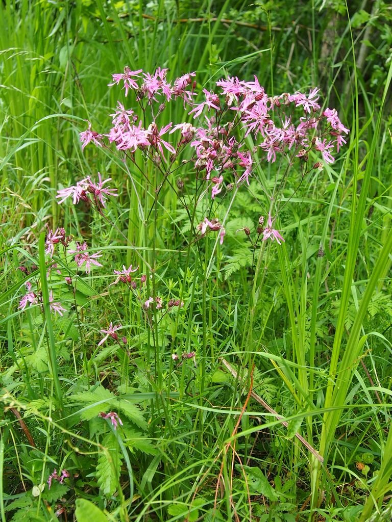 Como plantar Lychnis flos-cuculi (Lychnis flos-cuculi)_1