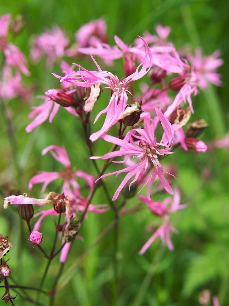 Onde plantar Lychnis flos-cuculi (Lychnis flos-cuculi)_2