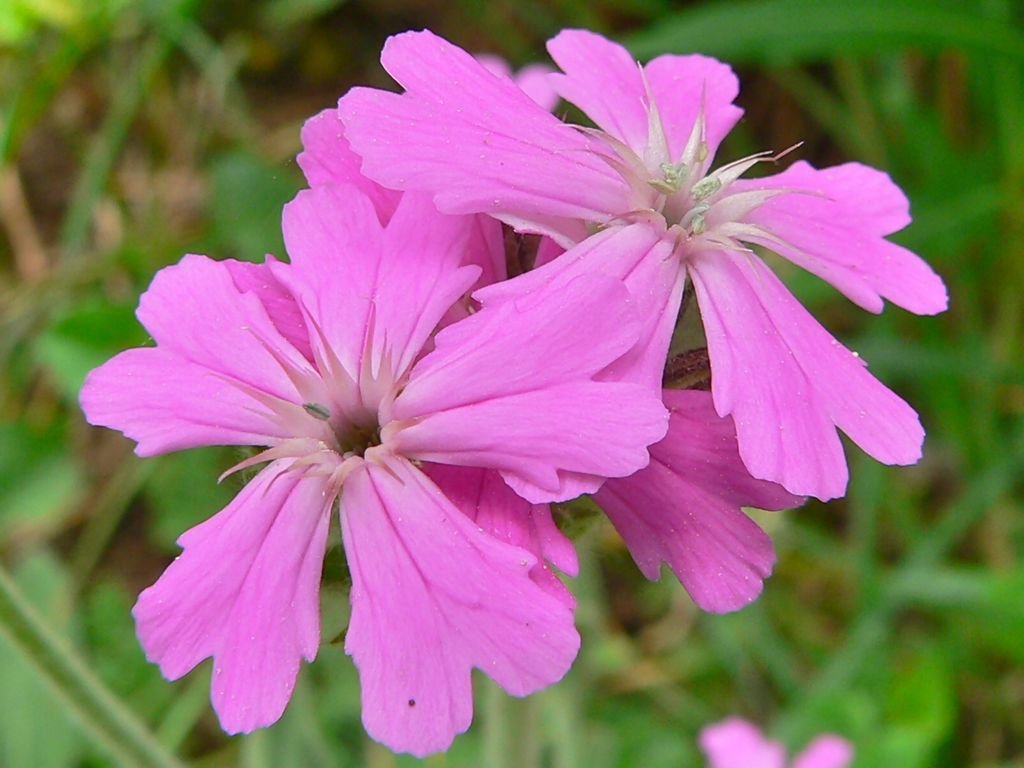 Lychnis flos-jovis (Lychnis flos-jovis)
