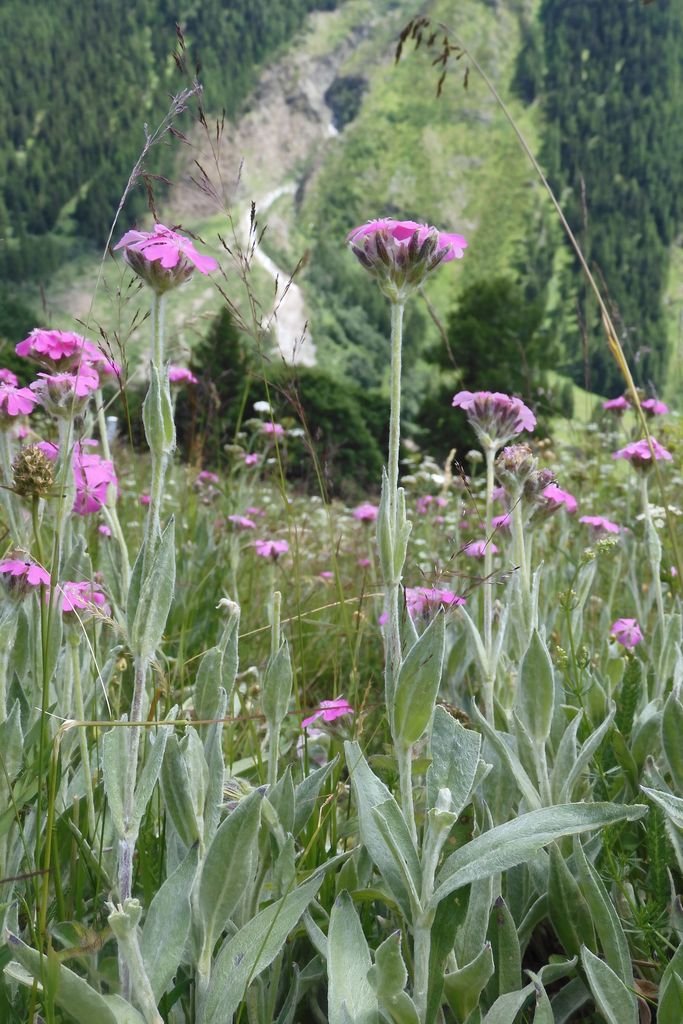 Como plantar Lychnis flos-jovis (Lychnis flos-jovis)_1