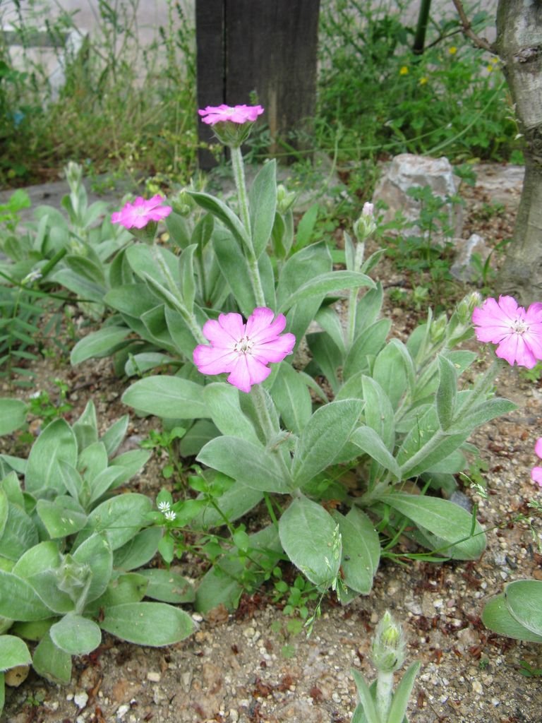 Onde plantar Lychnis flos-jovis (Lychnis flos-jovis)_2