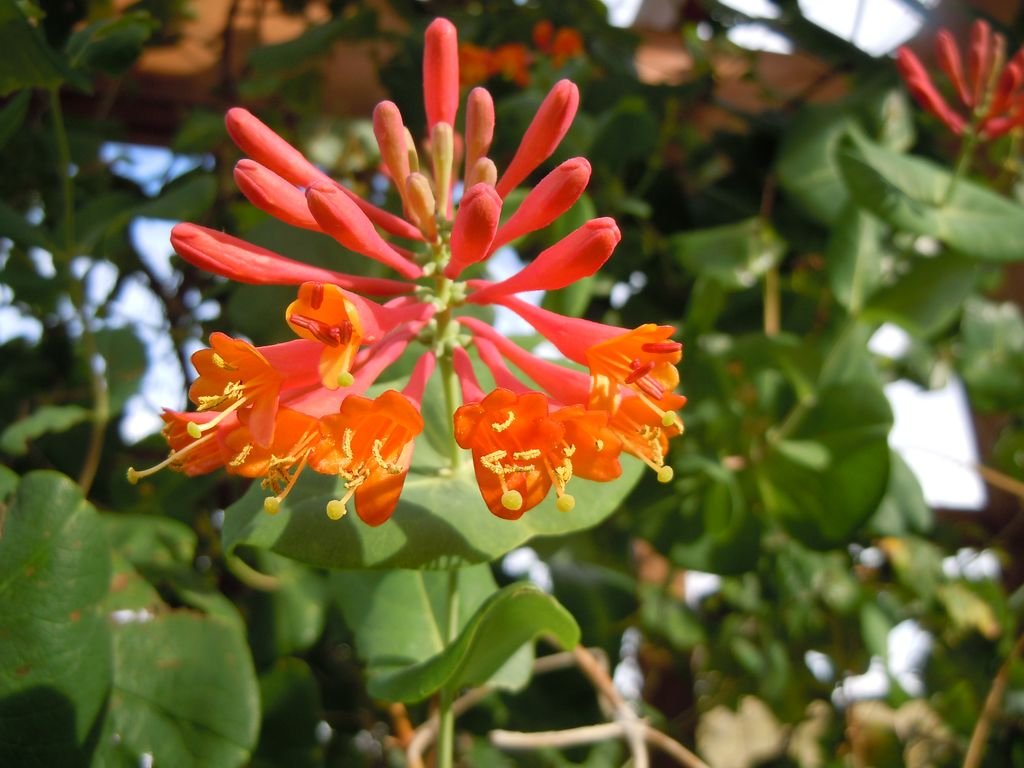Madressilva 'Dropmore Scarlet' (Lonicera × brownii 'Dropmore Scarlet')