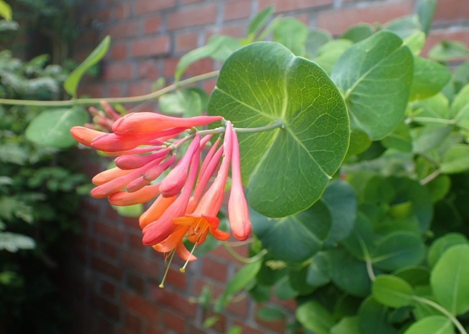 Onde plantar Madressilva 'Dropmore Scarlet' (Lonicera × brownii 'Dropmore Scarlet')_2