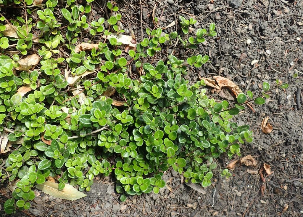 Madressilva 'Little Honey' (Lonicera crassifolia 'Little Honey')