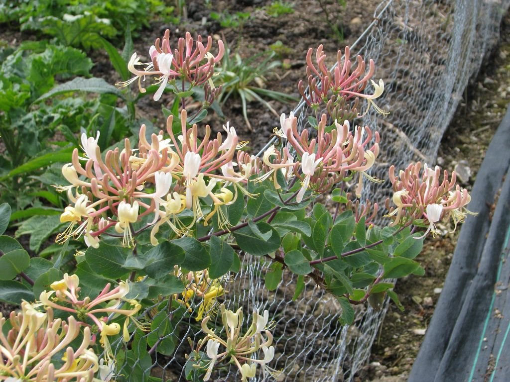 Madressilva 'Michael Rosse' (Lonicera etrusca 'Michael Rosse')