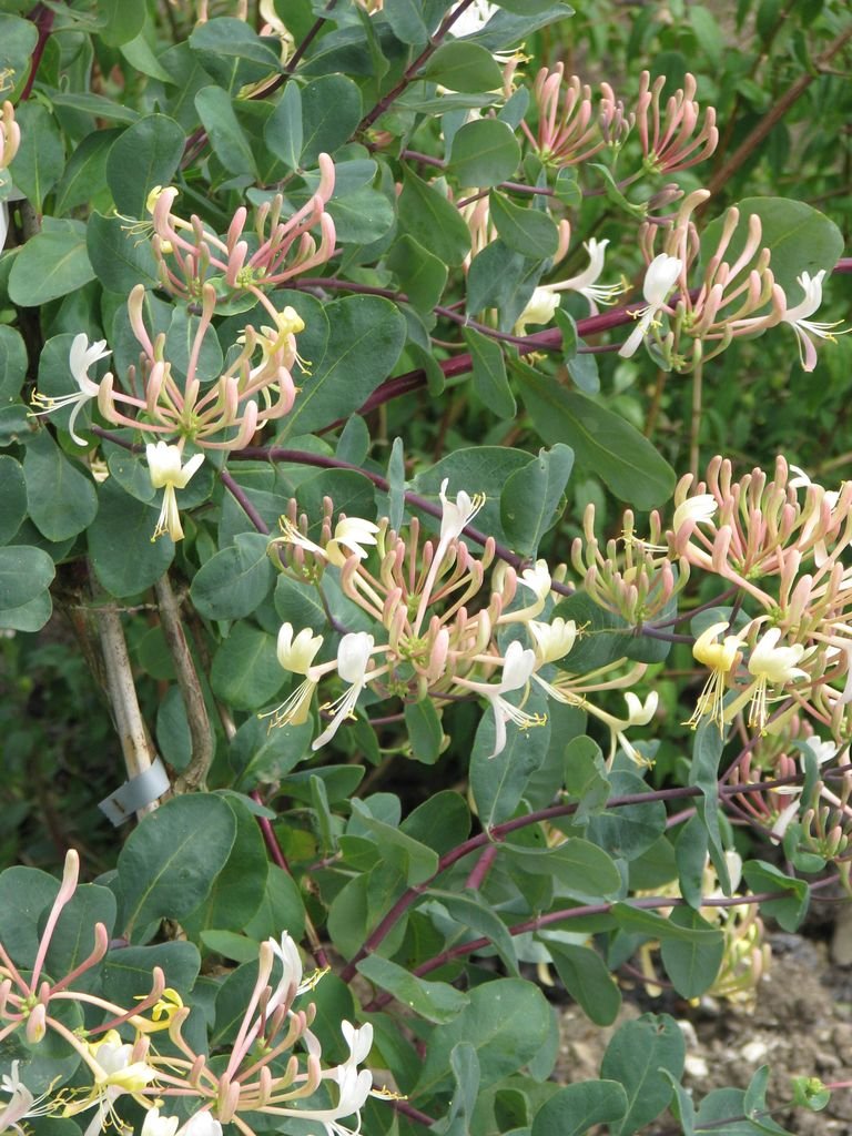 Como plantar Madressilva 'Michael Rosse' (Lonicera etrusca 'Michael Rosse')_1