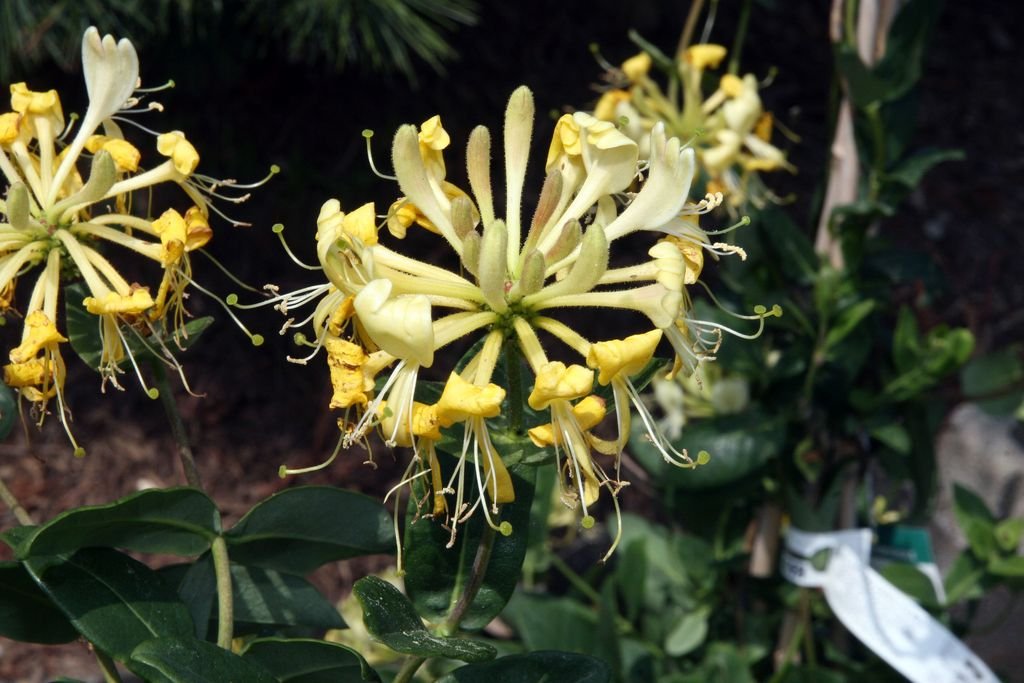 Madressilva 'Scentsation' (Lonicera periclymenum 'Scentsation')