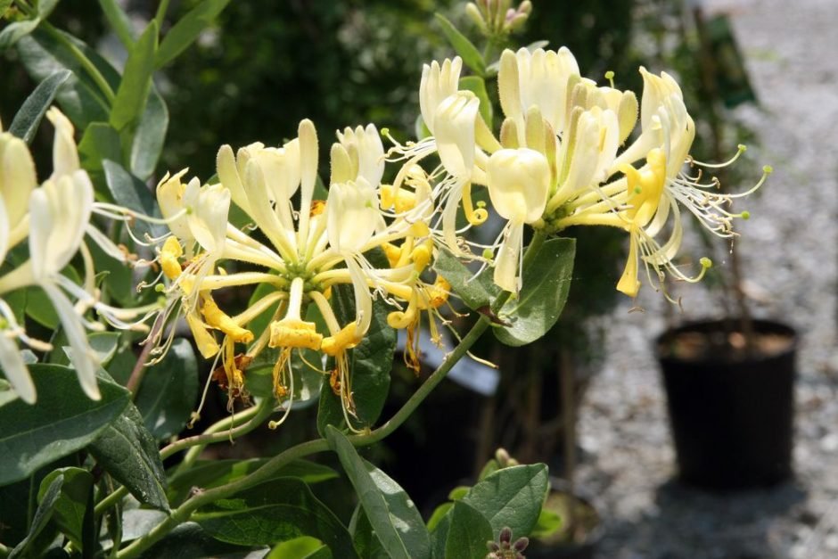 Como plantar Madressilva 'Scentsation' (Lonicera periclymenum 'Scentsation')_1