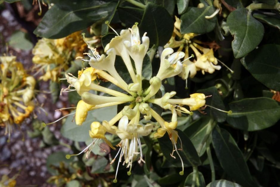 Onde plantar Madressilva 'Scentsation' (Lonicera periclymenum 'Scentsation')_2