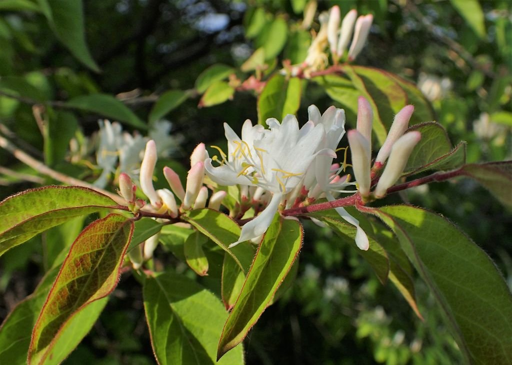 Madressilva-de-inverno (Lonicera fragrantissima)