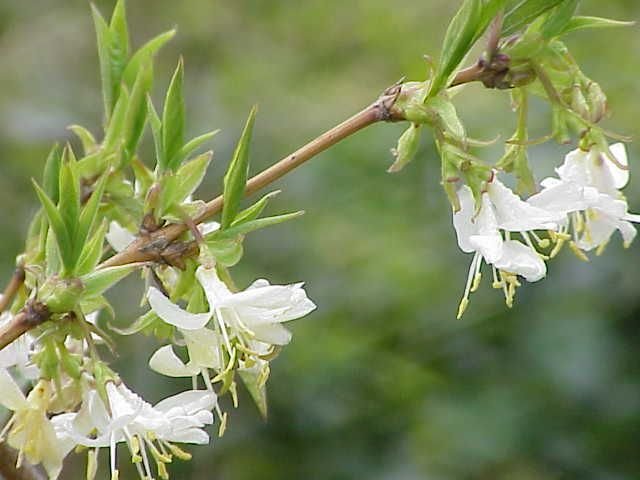 Onde plantar Madressilva-de-inverno (Lonicera fragrantissima)_2