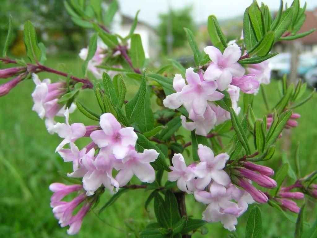 Madressilva-lilás (Lonicera syringantha)