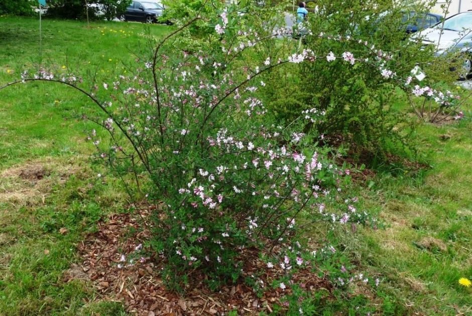 Como plantar Madressilva-lilás (Lonicera syringantha)_1