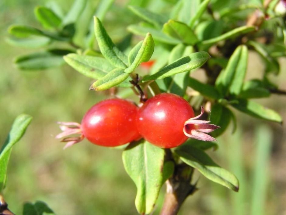 Onde plantar Madressilva-lilás (Lonicera syringantha)_2
