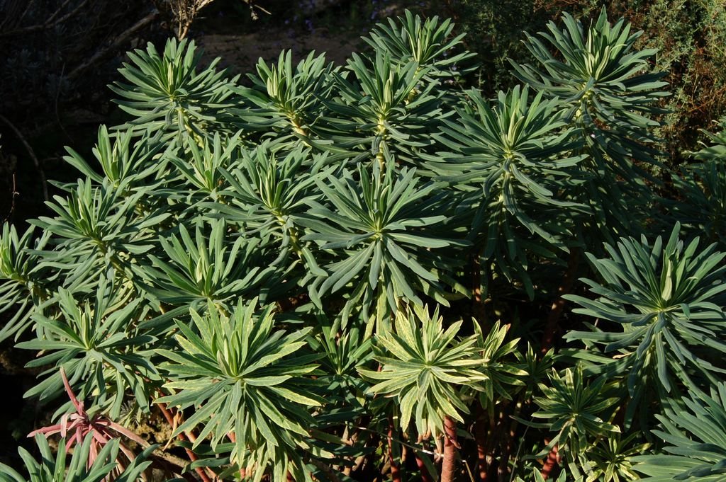 Maleiteira-maior (Euphorbia characias)