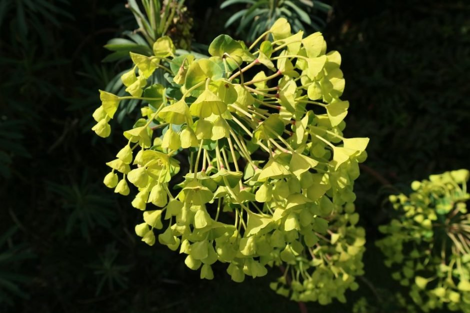 Como plantar Maleiteira-maior (Euphorbia characias)_1