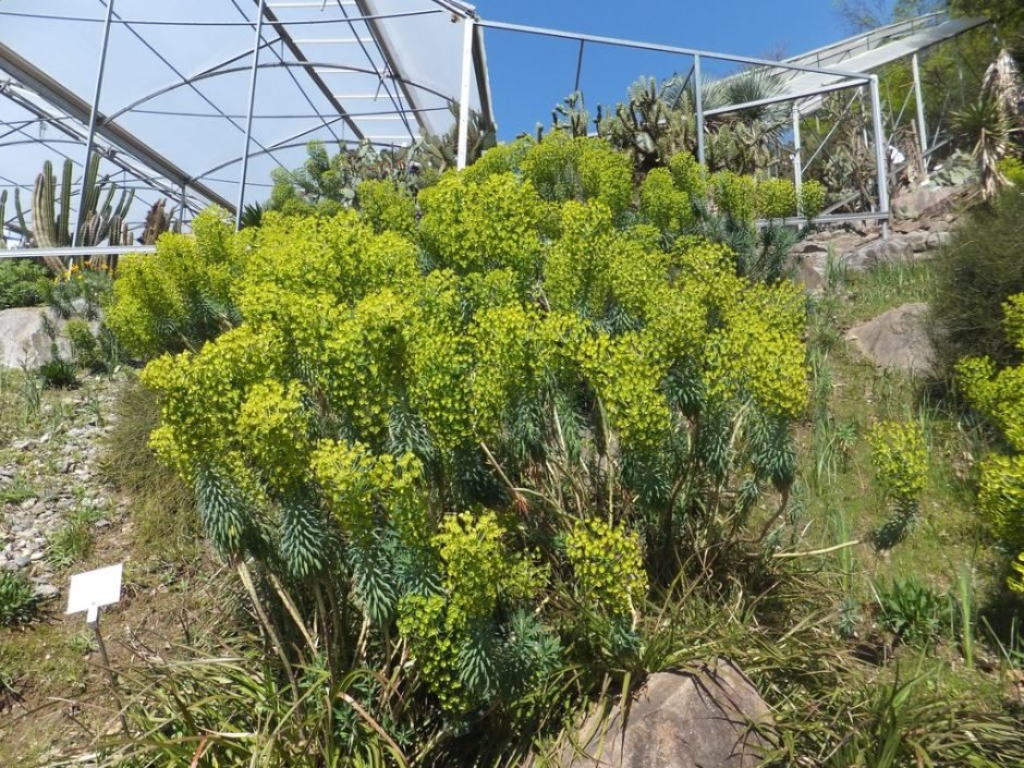 Onde plantar Maleiteira-maior (Euphorbia characias)_2