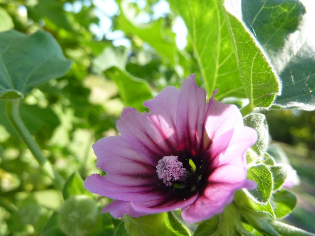 Malva-arbórea (Lavatera arborea)