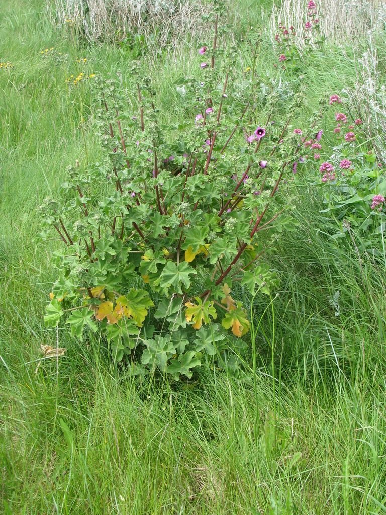 Como plantar Malva-arbórea (Lavatera arborea)_1