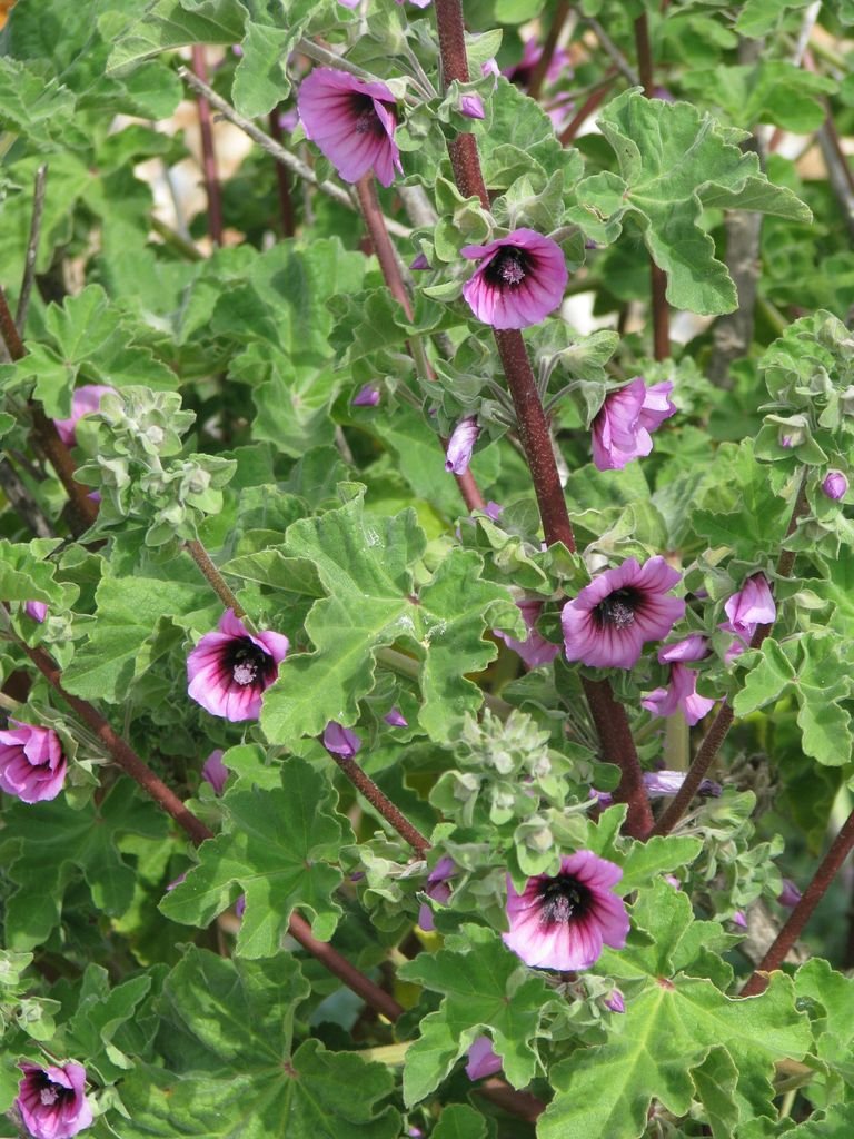 Onde plantar Malva-arbórea (Lavatera arborea)_2