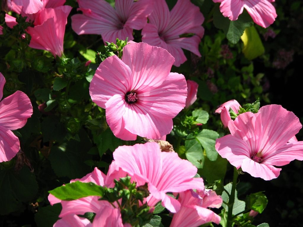 Malva-de-três-meses 'Pink beauty' (Lavatera trimestris 'Pink Beauty')