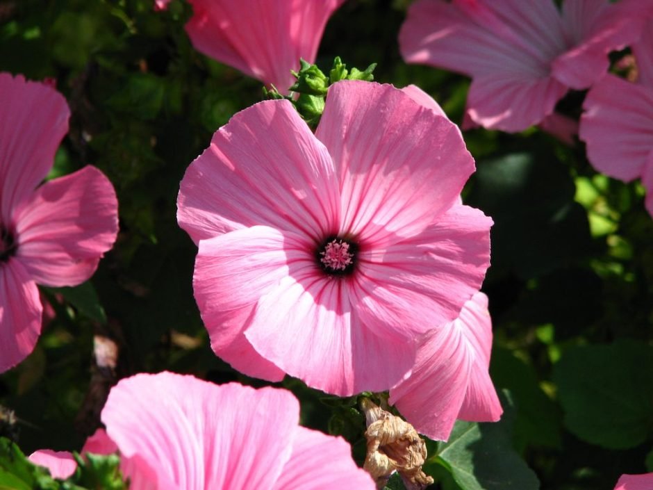 Como plantar Malva-de-três-meses 'Pink beauty' (Lavatera trimestris 'Pink Beauty')_1