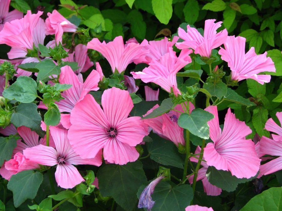 Onde plantar Malva-de-três-meses 'Pink beauty' (Lavatera trimestris 'Pink Beauty')_2