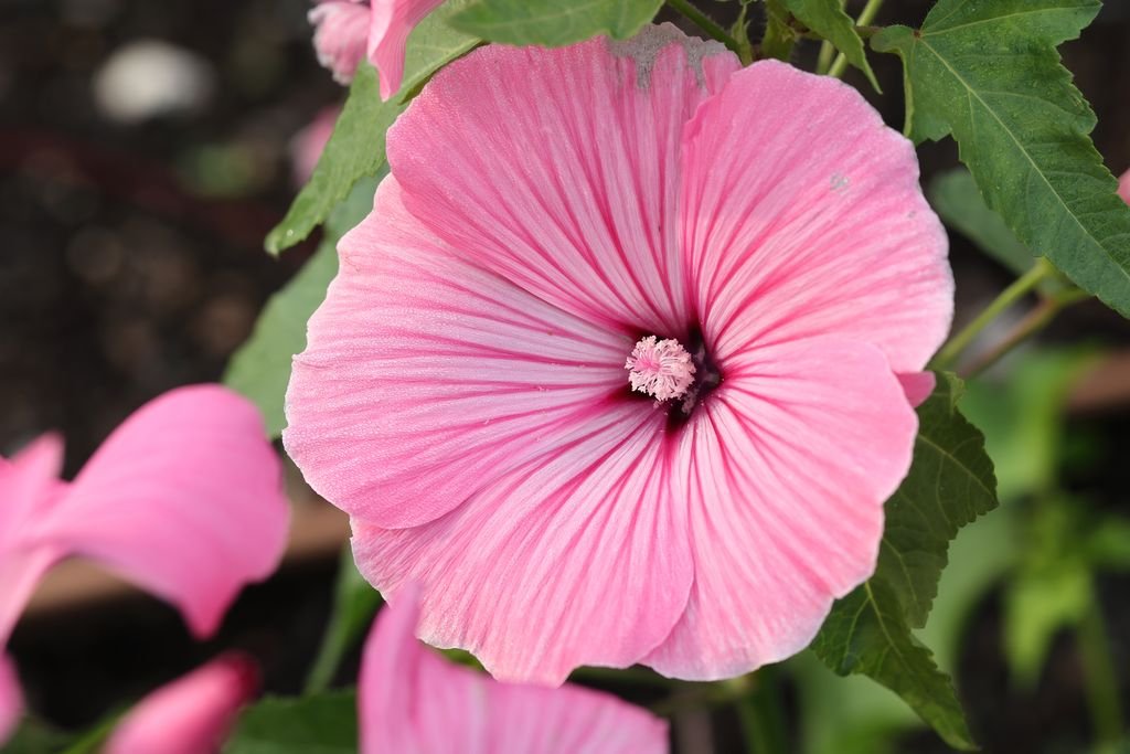 Malva-de-três-meses 'Silver Cup' (Lavatera trimestris 'Silver Cup')