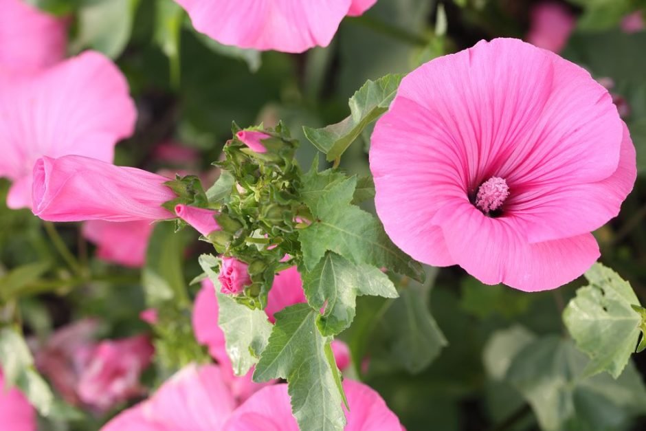 Como plantar Malva-de-três-meses 'Silver Cup' (Lavatera trimestris 'Silver Cup')_1