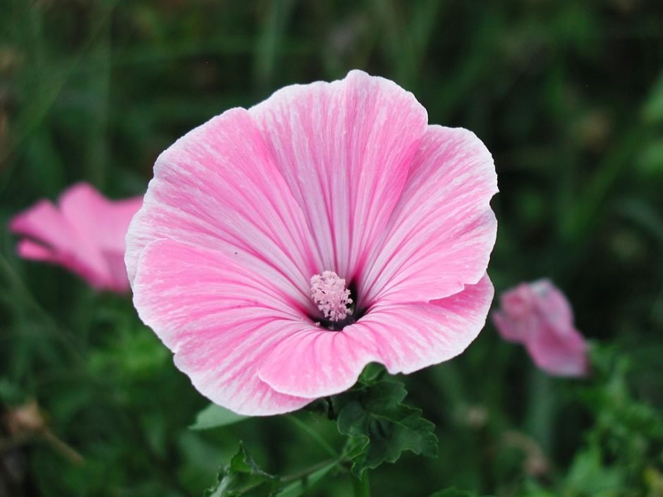 Onde plantar Malva-de-três-meses 'Silver Cup' (Lavatera trimestris 'Silver Cup')_2