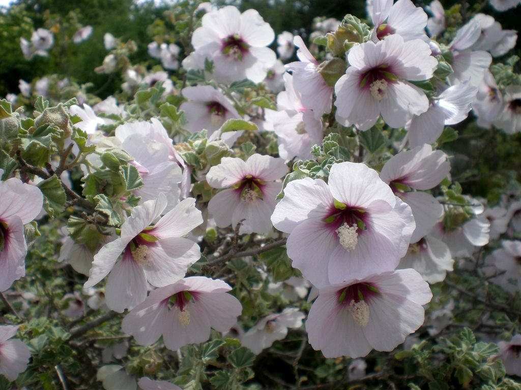 Malvaísco–marinho (Lavatera maritima)