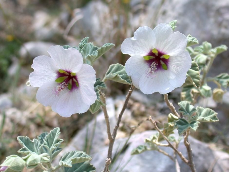 Como plantar Malvaísco–marinho (Lavatera maritima)_1
