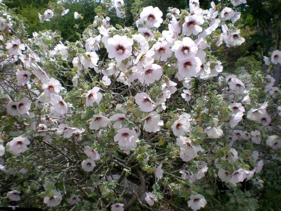 Onde plantar Malvaísco–marinho (Lavatera maritima)_2