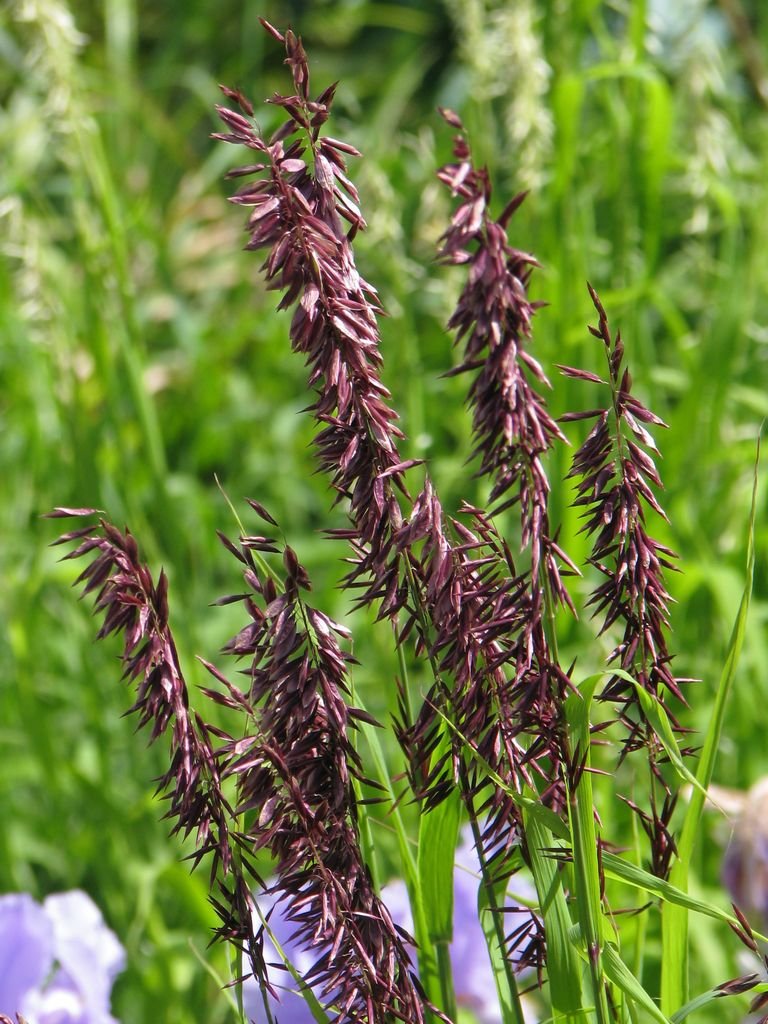 Melica altissima 'Atropurpurea' (Melica altissima 'Atropurpurea')