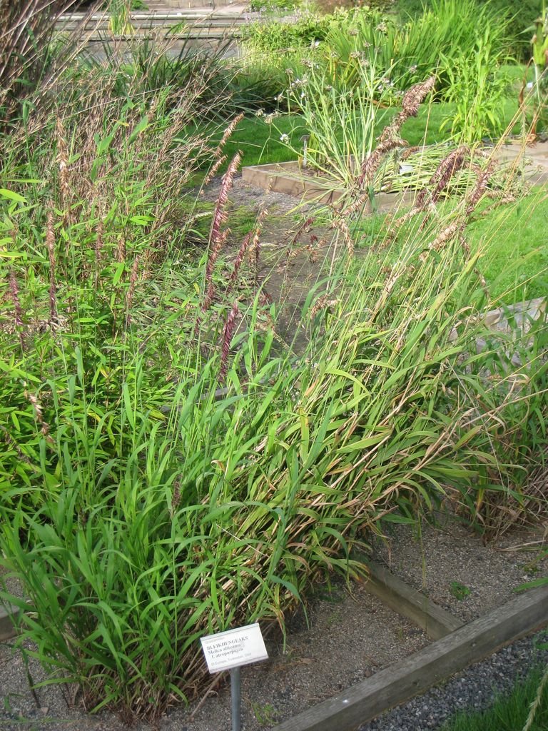 Como plantar Melica altissima 'Atropurpurea' (Melica altissima 'Atropurpurea')_1