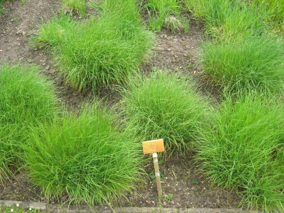 Como plantar Mélica-ciliada (Melica ciliata)_1