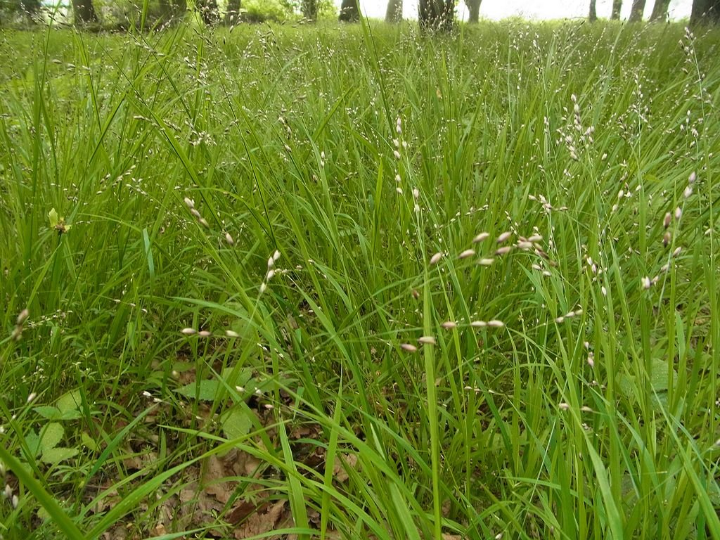Melica uniflora (Melica uniflora)