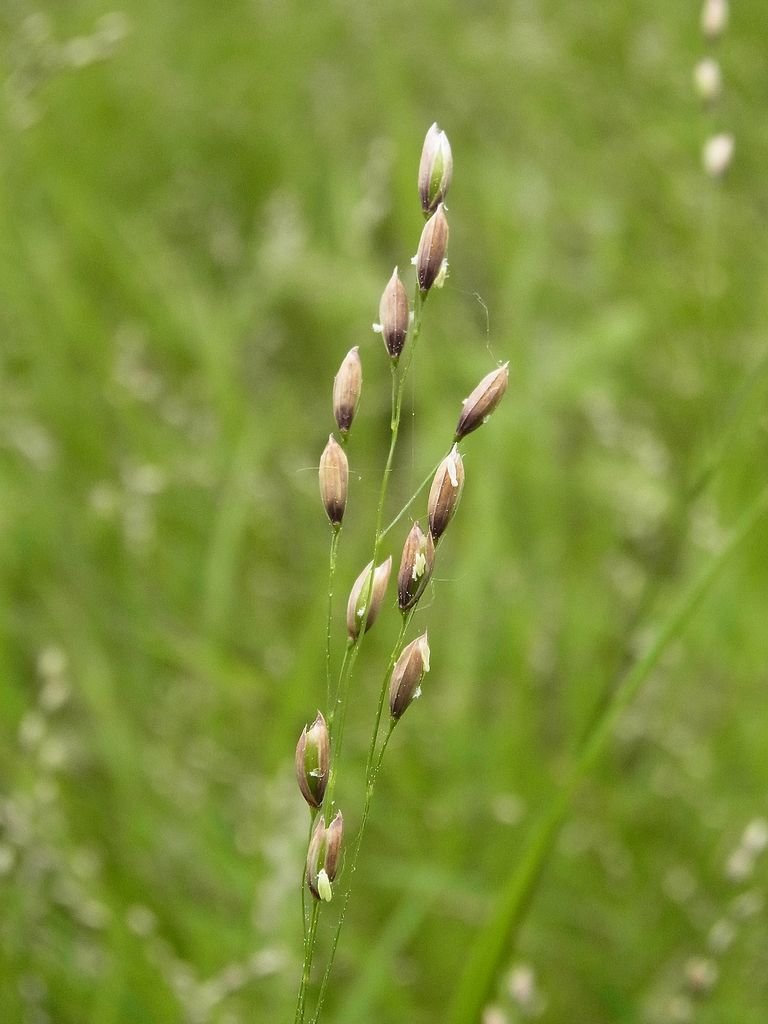 Como plantar Melica uniflora (Melica uniflora)_1