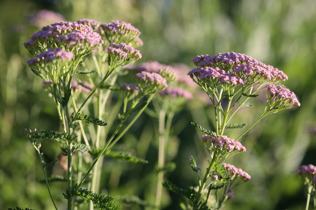 Milefólio 'Cerise Queen' (Achillea millefolium 'Cerise Queen')