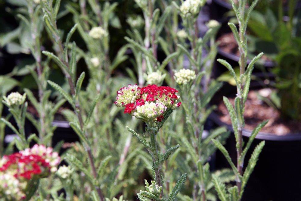 Milefólio 'Red Velvet' (Achillea millefolium 'Red Velvet')
