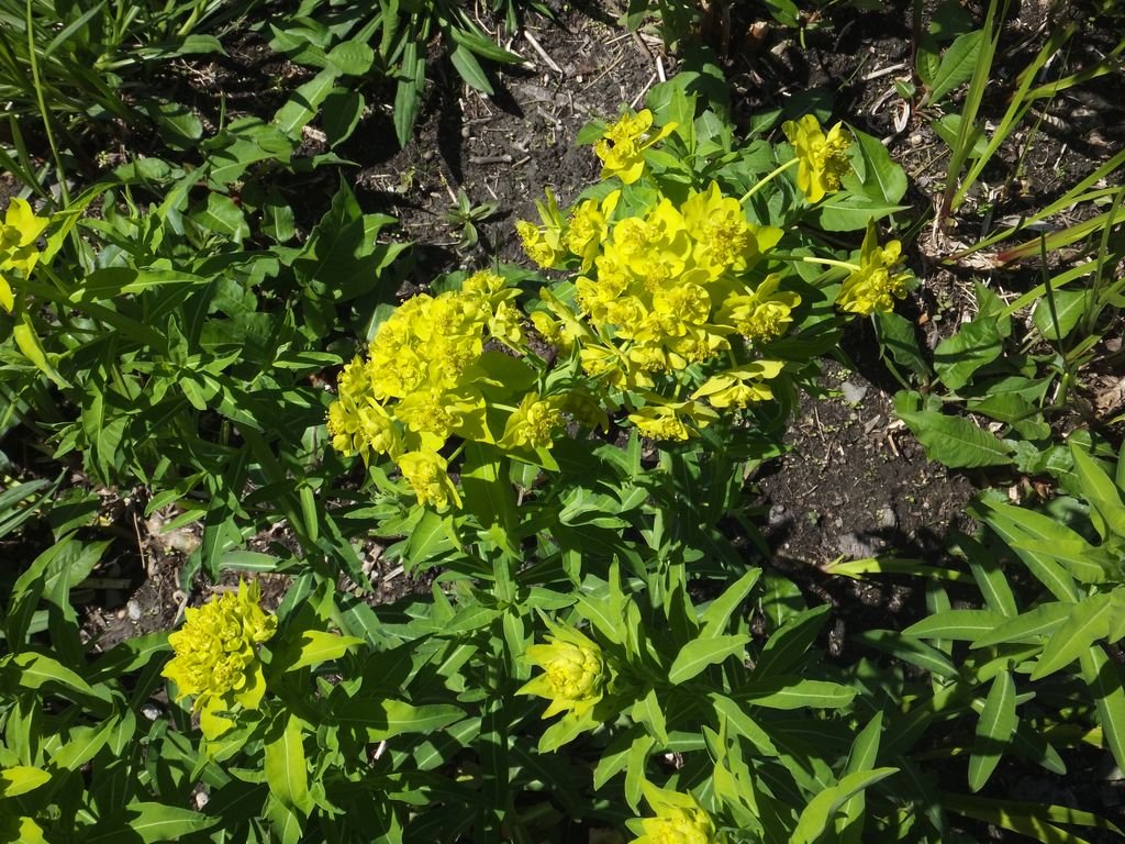 Morganheira (Euphorbia lathyris)