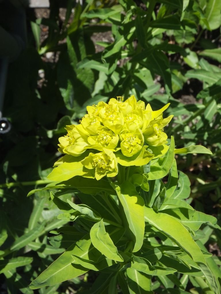Como plantar Morganheira (Euphorbia lathyris)_1