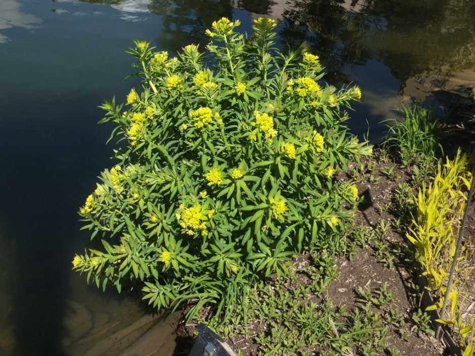 Onde plantar Morganheira (Euphorbia lathyris)_2